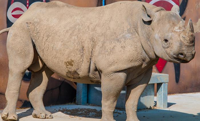 Nkosi the black rhino